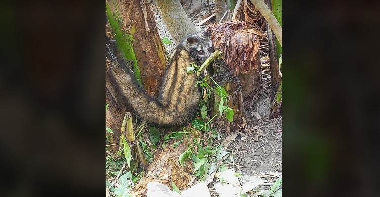 না মেরে গন্ধগোকুল মুক্ত করলো গ্রামবাসী